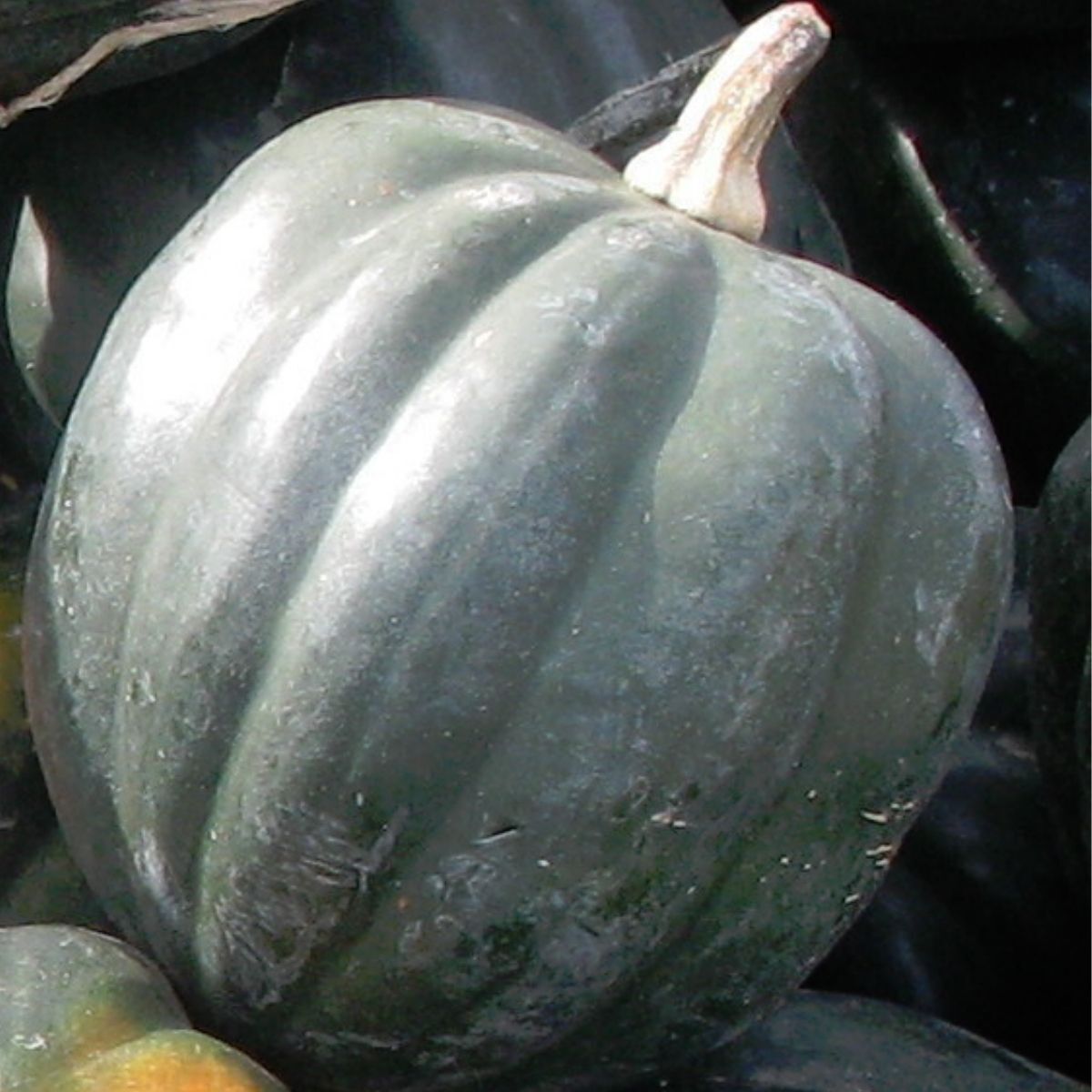 Winter Squash- Table Queen